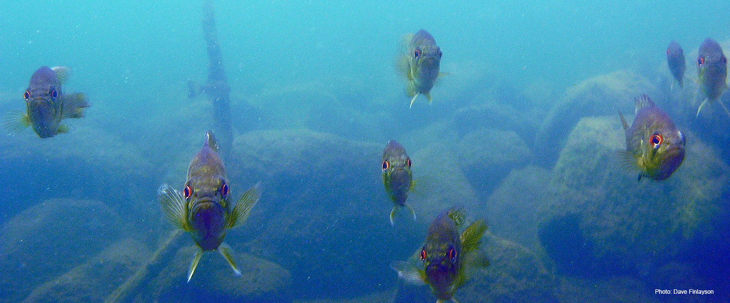 Fish in the Ottawa River