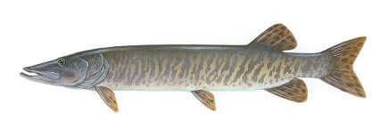 1024px-Muskellunge_USFWS