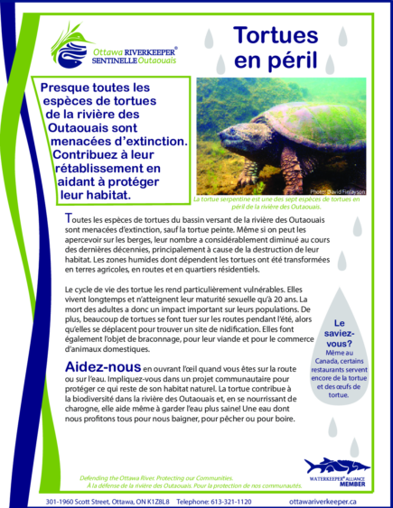 Tortues en peril