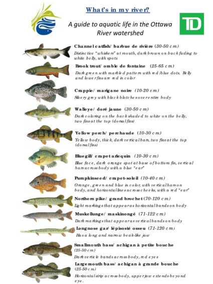 Qu’y a-t-il dans la rivière?
