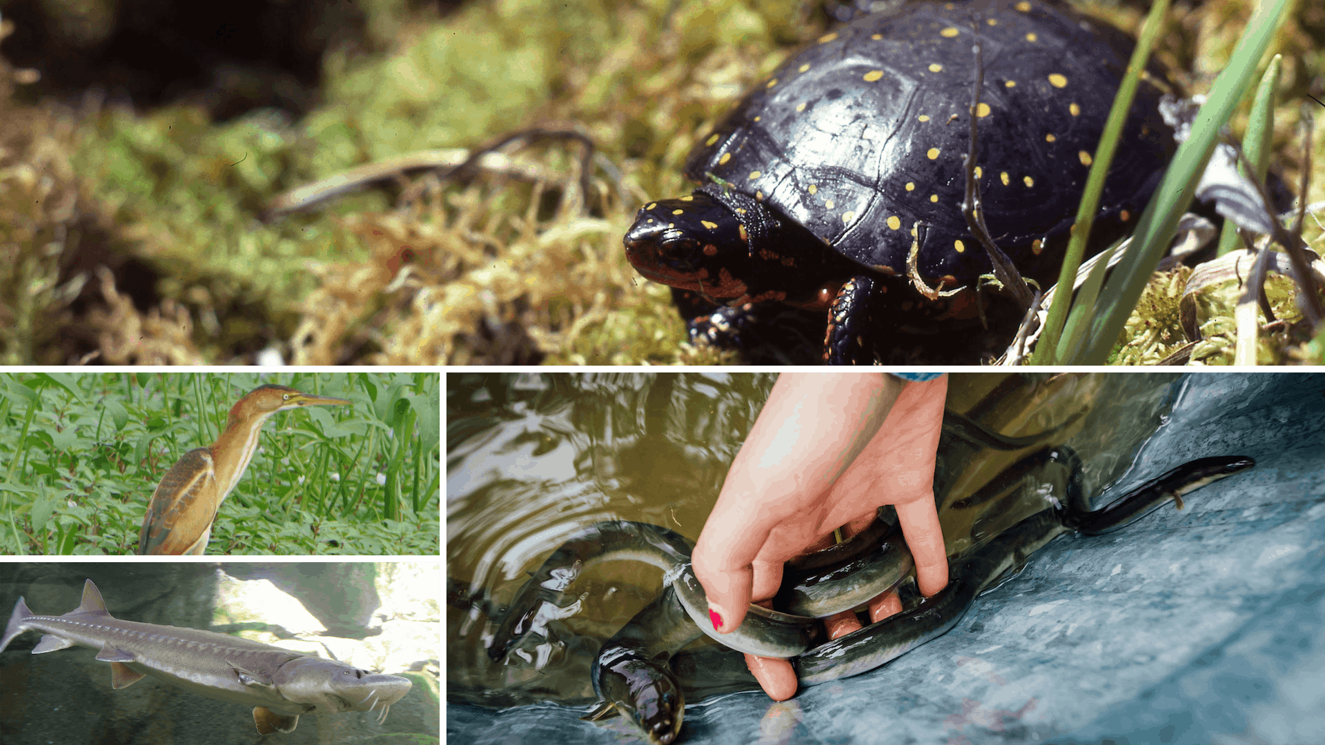 La conservation en Ontario subit un nouveau coup dur