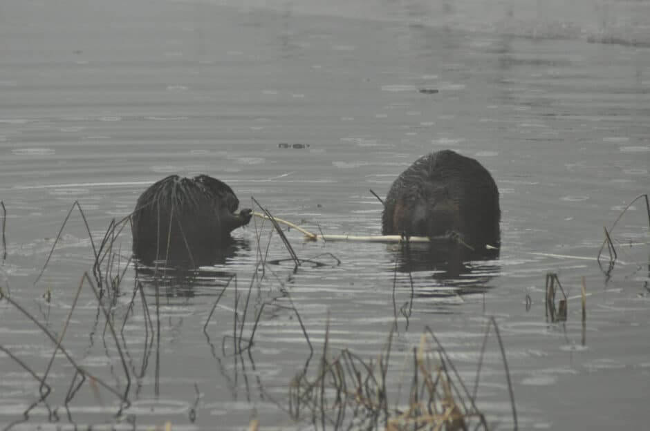 Beavers