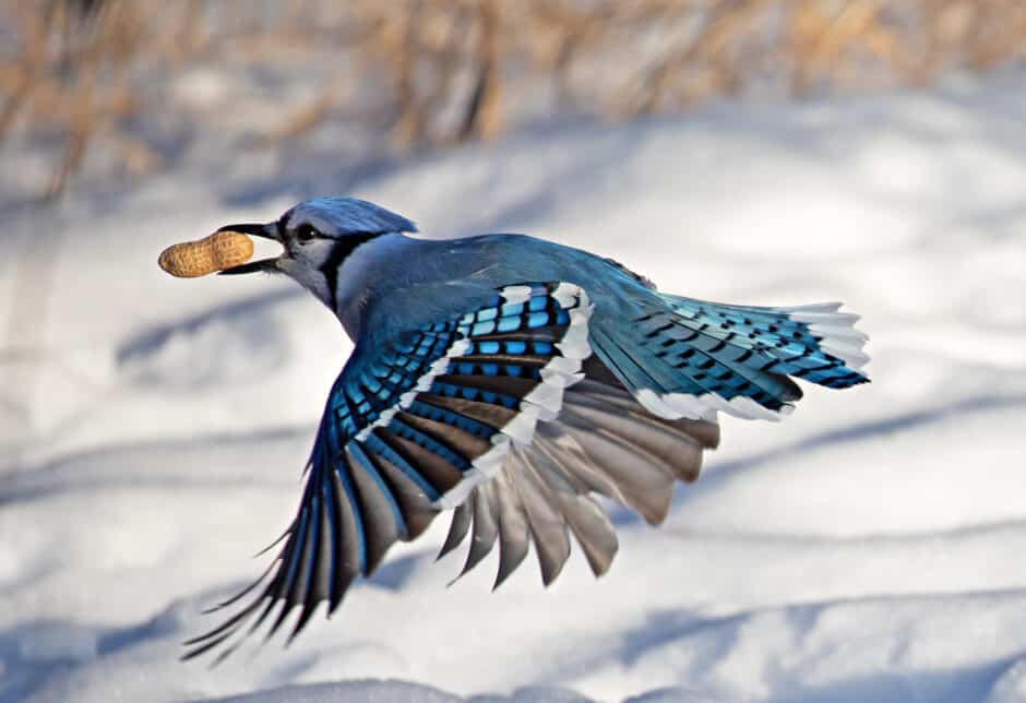 Blue Jay