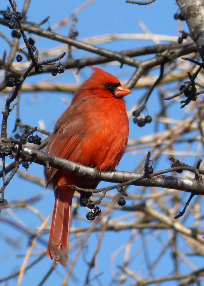 Cardinal