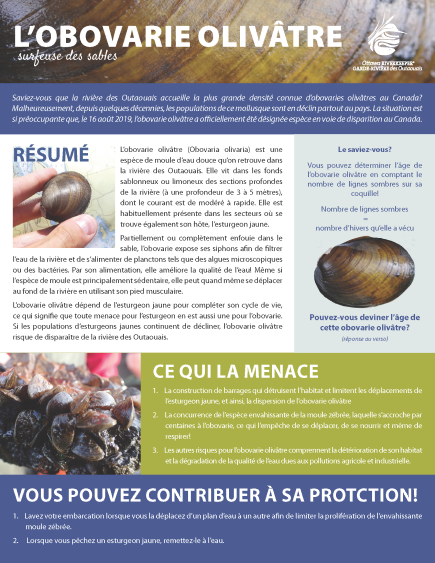 Fiche d’information sur l’obovarie olivâtre