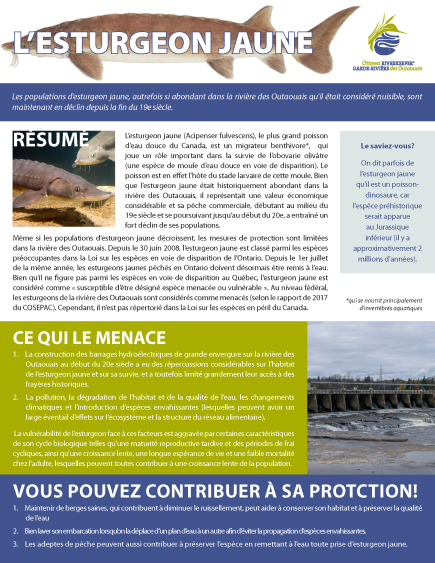 Fiche d’information sur l’esturgeon jaune