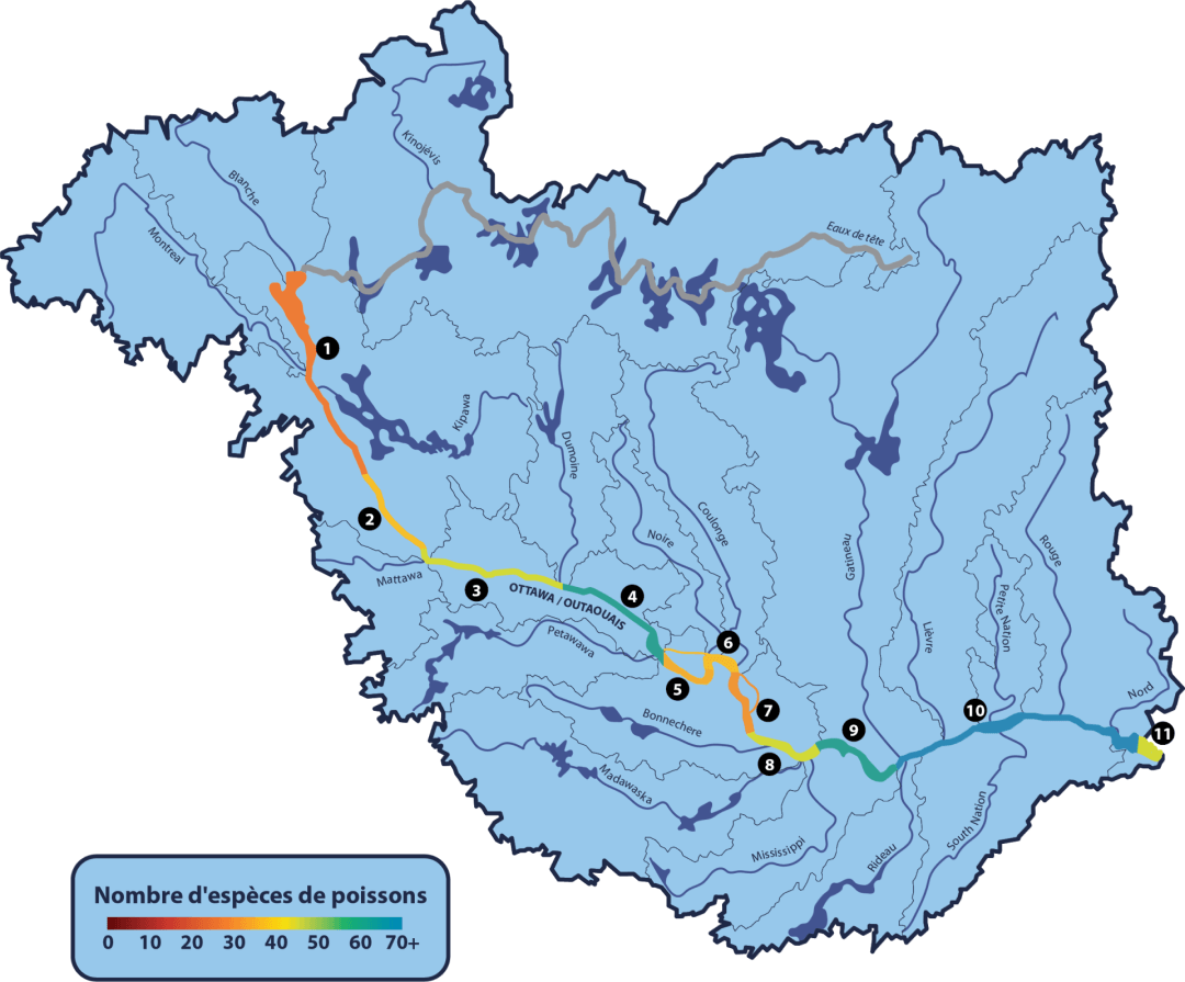 Espèces de poissons par gamme