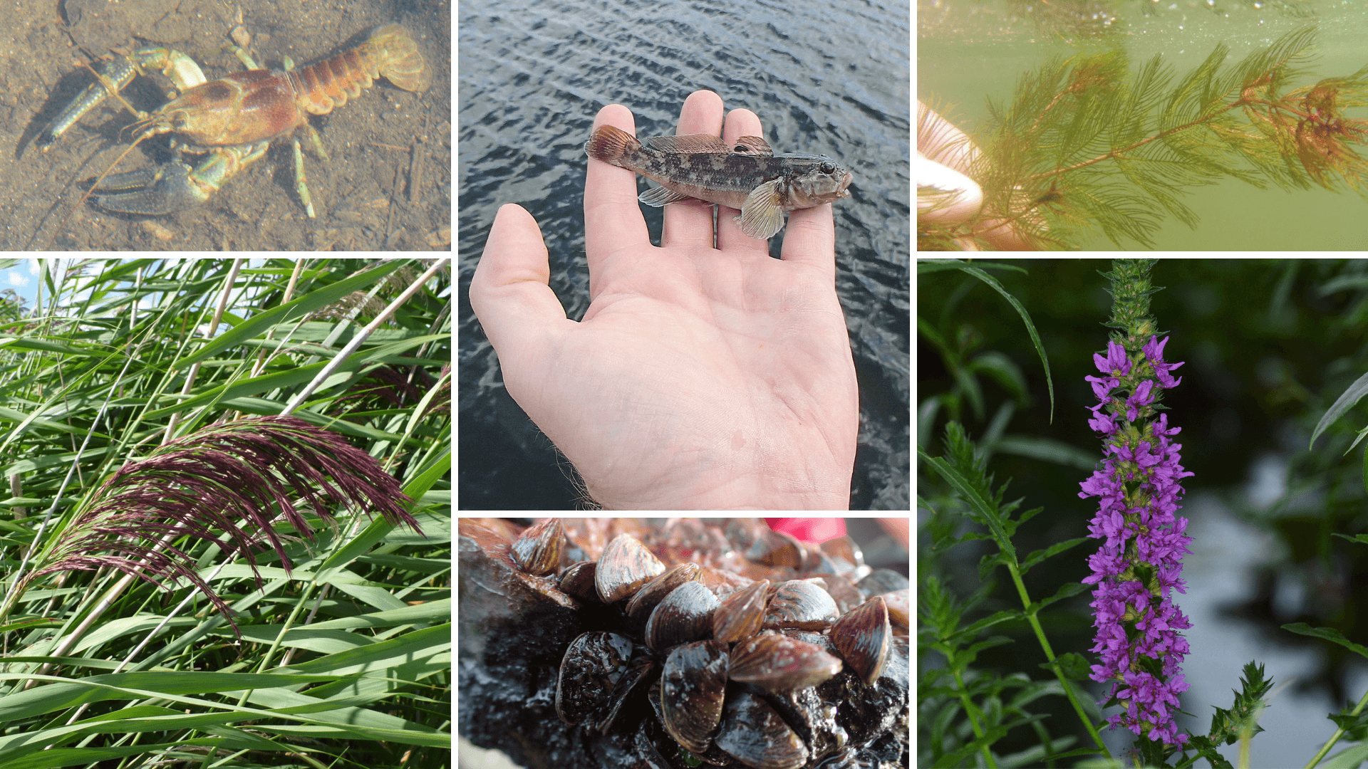 L’impact des espèces envahissantes sur le bassin versant de la rivière des Outaouais