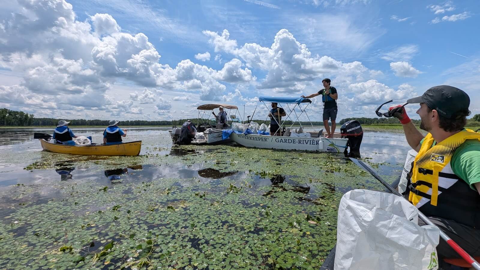 Que faut-il pour éliminer la châtaigne d’eau envahissante?