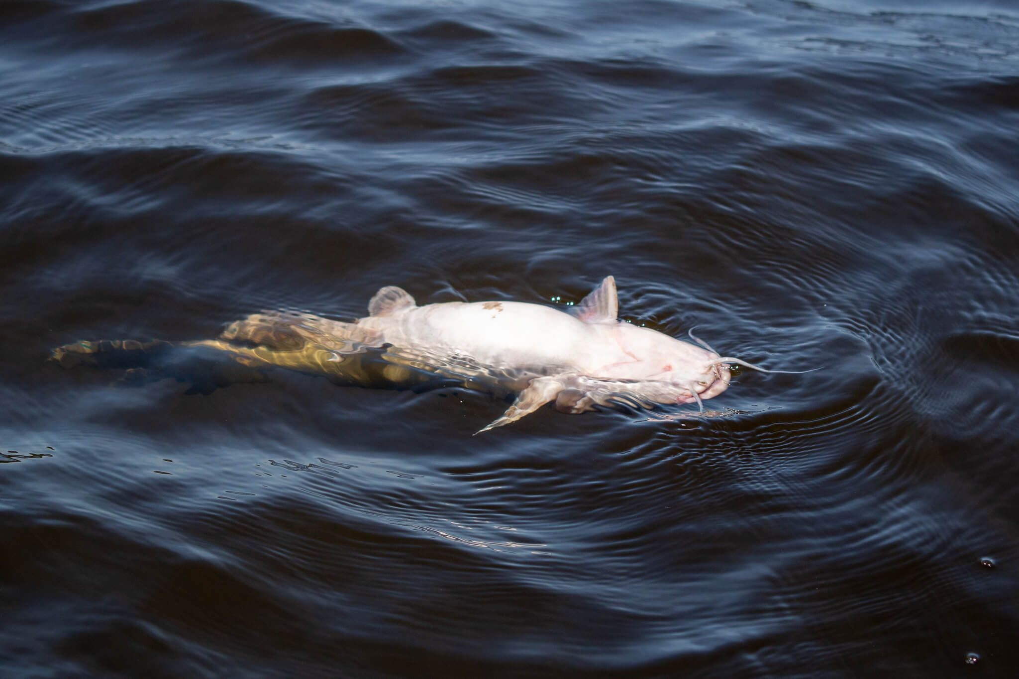 Une amende de 1,365 million de dollars soulève des questions concernant les événements de mortalité massive de poissons survenus en 2019 dans la rivière Lièvre